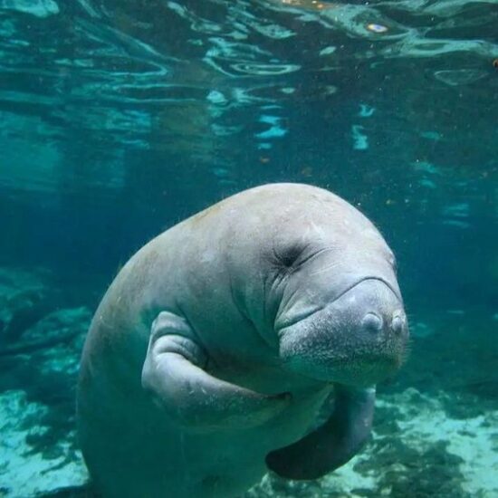 dugong Lovely pearl tours