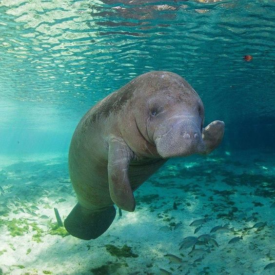 dugong Lovely pearl tours