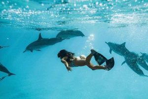 Dolphin
