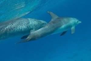 Dolphin House lovely pearl tours