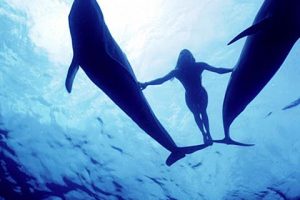 Dolphin House lovely pearl tours