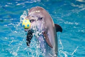 dolphin show (3)