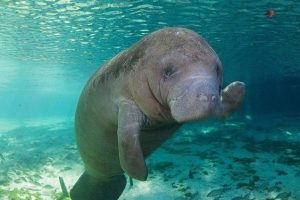 dugong Lovely pearl tours