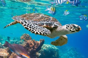 dugong Lovely pearl tours